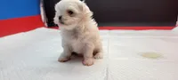 Sassy, a female Maltese for sale in Los Angeles, CA – 6 of 8