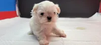 Sassy, a female Maltese for sale in Los Angeles, CA – 1 of 8