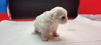 Sassy, a female Maltese for sale in Los Angeles, CA – 2 of 8