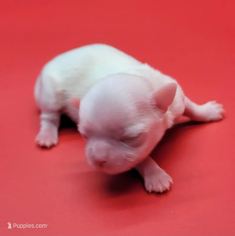 Sassy – Maltese puppy for sale in Los Angeles, CA