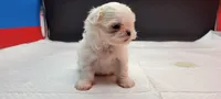 Sassy, a female Maltese for sale in Los Angeles, CA – 5 of 8