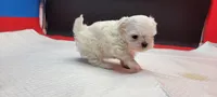 Sassy, a female Maltese for sale in Los Angeles, CA – 8 of 8