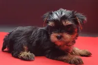 Kobe, a male Yorkshire Terrier for sale in Los Angeles, CA – 9 of 9
