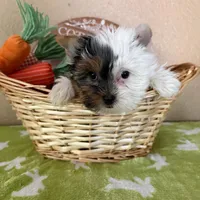 2 face, a female Yorkshire Terrier for sale in Los Angeles, CA – Photo 1 of 4