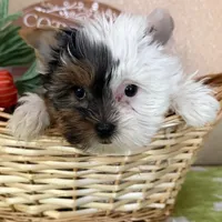 2 face, a female Yorkshire Terrier for sale in Los Angeles, CA – Photo 2 of 4