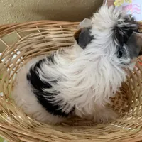 2 face, a female Yorkshire Terrier for sale in Los Angeles, CA – Photo 4 of 4