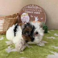 2 face, a female Yorkshire Terrier for sale in Los Angeles, CA – Photo 3 of 4