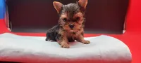 Mickey, a male Yorkshire Terrier for sale in Los Angeles, CA – 4 of 5