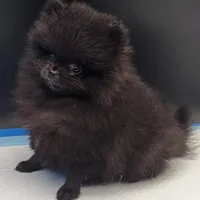 Onix, a female Pomeranian for sale in Los Angeles, CA – Photo 7 of 10