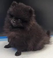 Onix, a female Pomeranian for sale in Los Angeles, CA – Photo 7 of 10