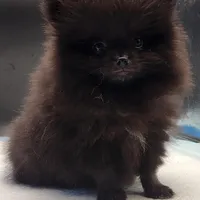 Onix, a female Pomeranian for sale in Los Angeles, CA – Photo 9 of 10