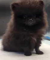 Onix, a female Pomeranian for sale in Los Angeles, CA – Photo 9 of 10