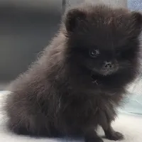 Onix, a female Pomeranian for sale in Los Angeles, CA – Photo 1 of 10