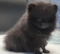 Onix, a female Pomeranian for sale in Los Angeles, CA – Photo 1 of 10