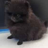 Onix, a female Pomeranian for sale in Los Angeles, CA – Photo 8 of 10