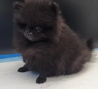 Onix, a female Pomeranian for sale in Los Angeles, CA – Photo 8 of 10