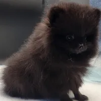 Onix, a female Pomeranian for sale in Los Angeles, CA – Photo 10 of 10