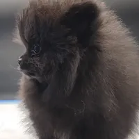 Onix, a female Pomeranian for sale in Los Angeles, CA – Photo 3 of 10