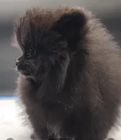 Onix, a female Pomeranian for sale in Los Angeles, CA – Photo 3 of 10