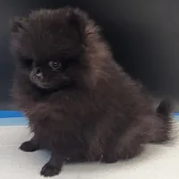 Onix, a female Pomeranian for sale in Los Angeles, CA – Photo 6 of 10