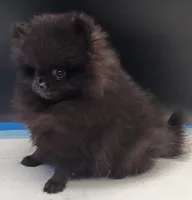 Onix, a female Pomeranian for sale in Los Angeles, CA – Photo 6 of 10