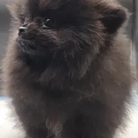 Onix, a female Pomeranian for sale in Los Angeles, CA – Photo 5 of 10