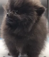 Onix, a female Pomeranian for sale in Los Angeles, CA – Photo 5 of 10