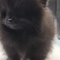 Onix, a female Pomeranian for sale in Los Angeles, CA – Photo 2 of 10