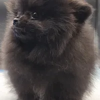 Onix, a female Pomeranian for sale in Los Angeles, CA – Photo 4 of 10