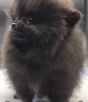 Onix, a female Pomeranian for sale in Los Angeles, CA – Photo 4 of 10