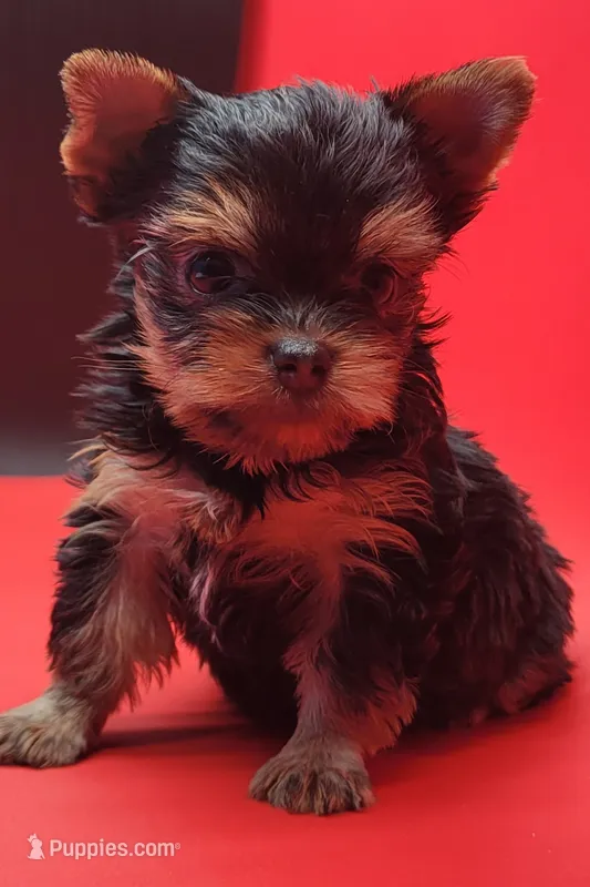 Misty – Yorkshire Terrier puppy for sale in Los Angeles, CA