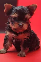 Misty, a female Yorkshire Terrier for sale in Los Angeles, CA – 1 of 5