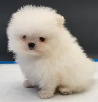 Blanca, a female Pomeranian for sale in Los Angeles, CA – Photo 5 of 5