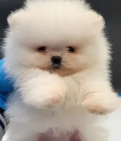 Blanca, a female Pomeranian for sale in Los Angeles, CA – Photo 1 of 5