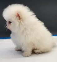 Blanca, a female Pomeranian for sale in Los Angeles, CA – Photo 2 of 5