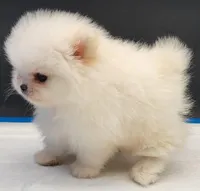 Blanca, a female Pomeranian for sale in Los Angeles, CA – Photo 3 of 5