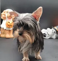 Kobe, a male Yorkshire Terrier for sale in Los Angeles, CA – 3 of 4