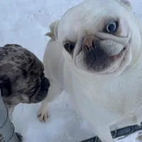 Moonshine, a female Pug for sale in Ashby, MA – Photo 2 of 8