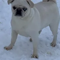 Moonshine, a female Pug for sale in Ashby, MA – Photo 1 of 8