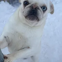 Moonshine, a female Pug for sale in Ashby, MA – Photo 3 of 8