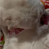 Moonshine, a female Pug for sale in Ashby, MA – Photo 7 of 8