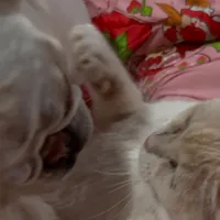 Moonshine, a female Pug for sale in Ashby, MA – Photo 6 of 8