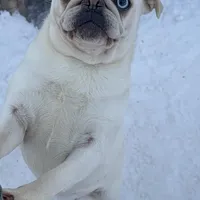 Moonshine, a female Pug for sale in Ashby, MA – Photo 4 of 8