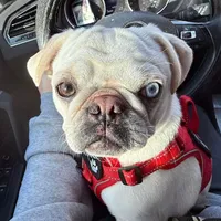 Moonshine, a female Pug for sale in Ashby, MA – Photo 5 of 8