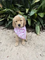 Skye, a female Golden Retriever for sale in Gainesville, FL – 1 of 1