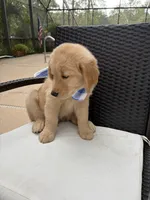 Marshall, a male Golden Retriever for sale in Gainesville, FL – 2 of 3