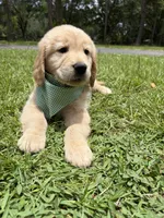 Rocky , a male Golden Retriever for sale in Gainesville, FL – 2 of 2