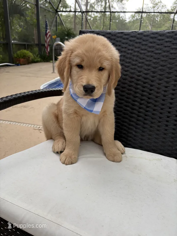 Marshall – Golden Retriever puppy for sale in Gainesville, FL