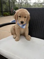 Marshall, a male Golden Retriever for sale in Gainesville, FL – 1 of 3