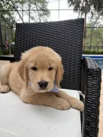 Marshall, a male Golden Retriever for sale in Gainesville, FL – 3 of 3